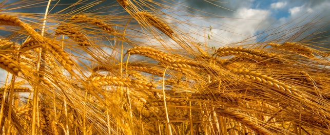 Zdjęcie przedstawia fragment pola dojrzalej pszenicy na tle pochmurnego nieba.